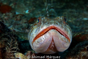Sandiver Portrait, St, Thomas. by Abimael Márquez 